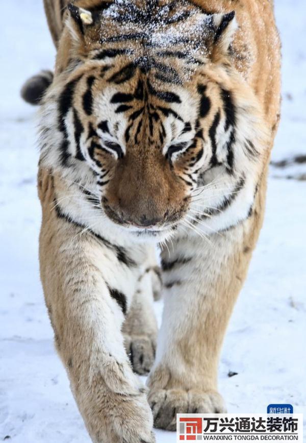 属虎办公室风水装修属虎的办公室挂什么好