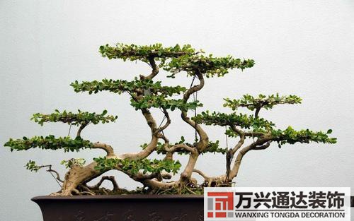 盆栽摆放风水家里盆景摆放风水