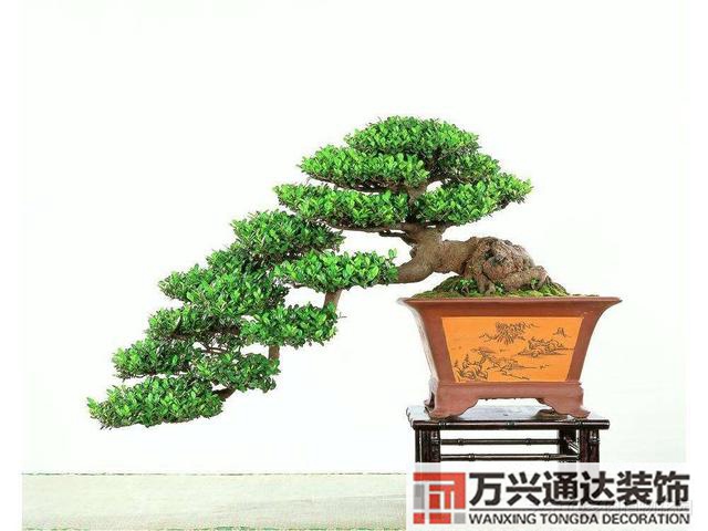 盆栽摆放风水家里盆景摆放风水