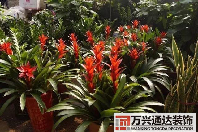 风水家里养什么花好在风水上家里养什么花最好