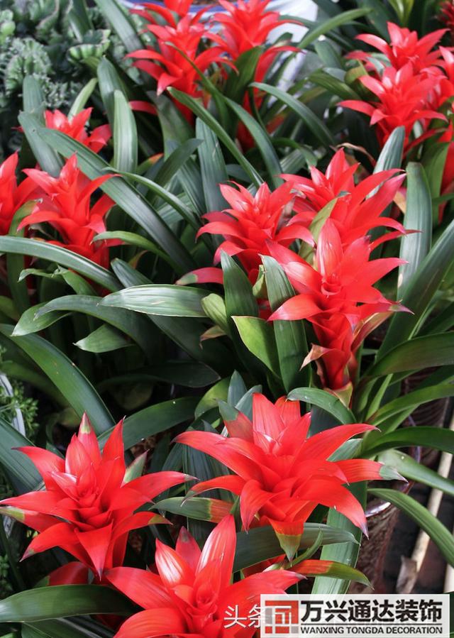 家风水植物家种风水植物