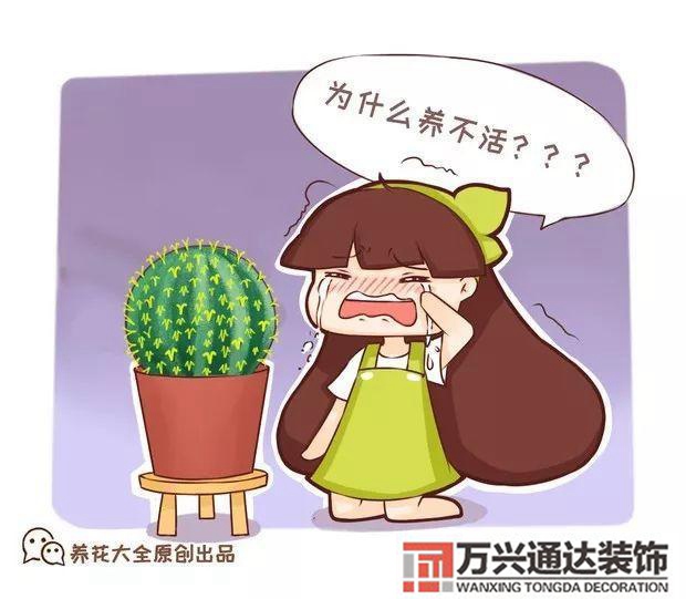 木槿树风水木槿花 风水