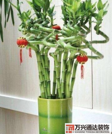 长寿花风水家里适合养长寿花风水