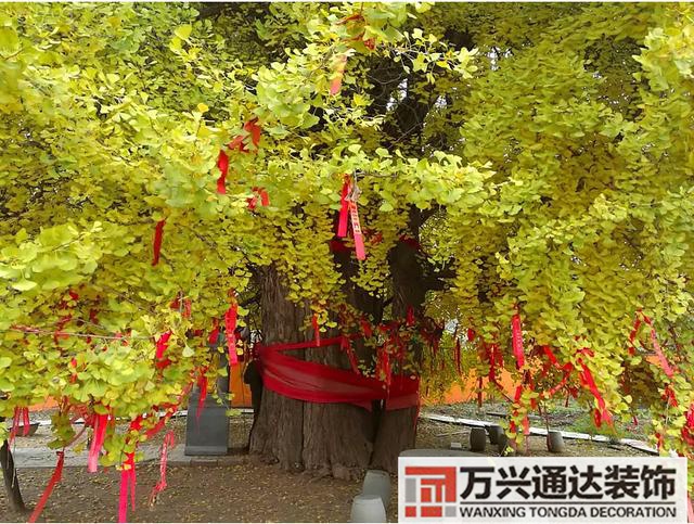 白果树风水白果树风水是什么意思