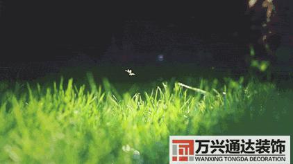 竹子风水学竹子风水学的意义