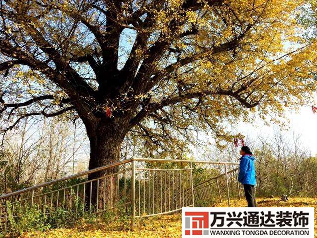 白果树风水家门口种白果树风水好吗