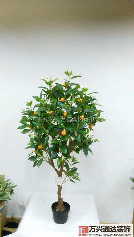 橘子树风水橘子树风水好吗